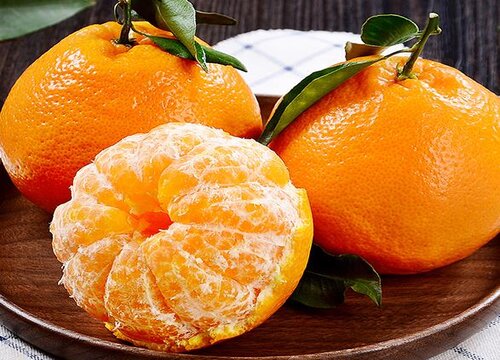 春见柑橘什么时候成熟