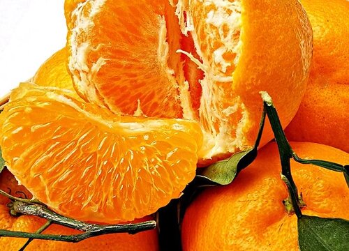 春见柑橘什么时候成熟