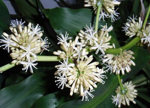 巴西木一年开几次花