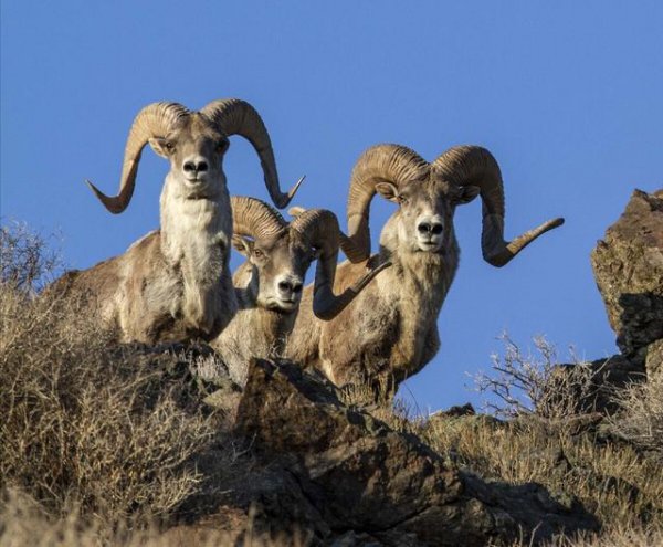 一生幸福度晚年是什么生肖