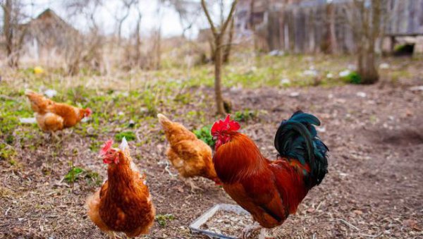 一生幸福度晚年是什么生肖