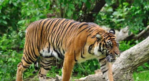 一生幸福度晚年是什么生肖