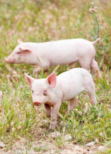 一生幸福度晚年是什么生肖