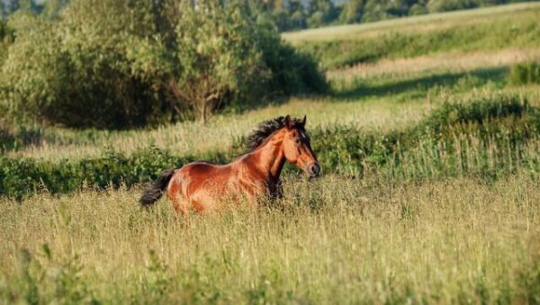 一生幸福度晚年是什么生肖
