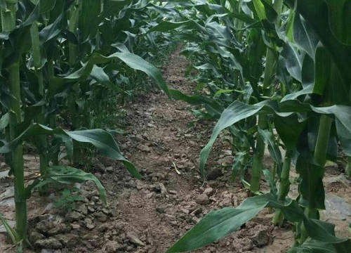 玉米施肥后下大雨有事吗