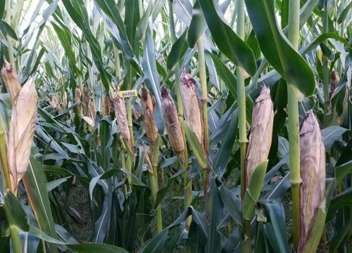 玉米施肥后下大雨有事吗