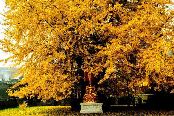 中国的国树是什么树