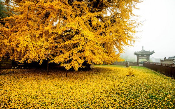 中国的国树是什么树