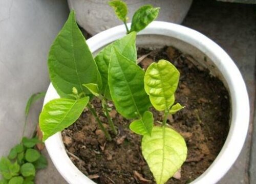 菠萝蜜种子怎么种盆栽