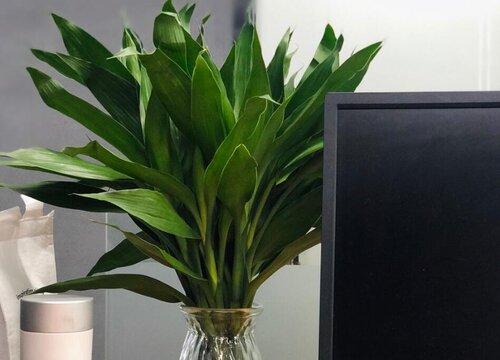 富贵竹放客厅哪里最好