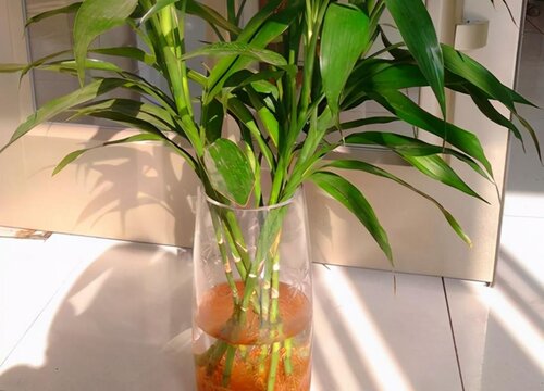 富贵竹放客厅哪里最好