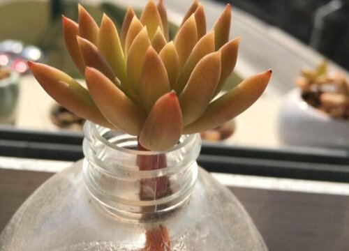 佛手代表什么象征意义