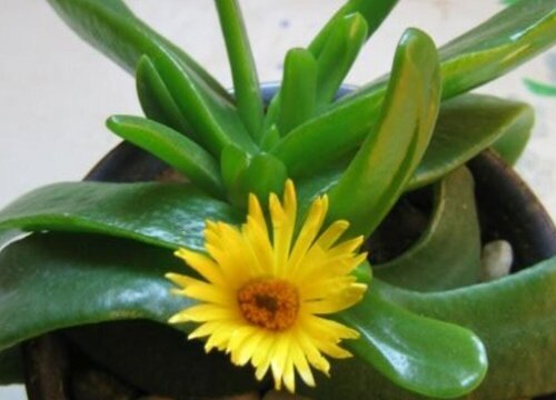 佛手代表什么象征意义