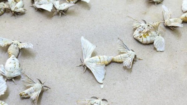 1龄蚕到2龄蚕需要多久时间