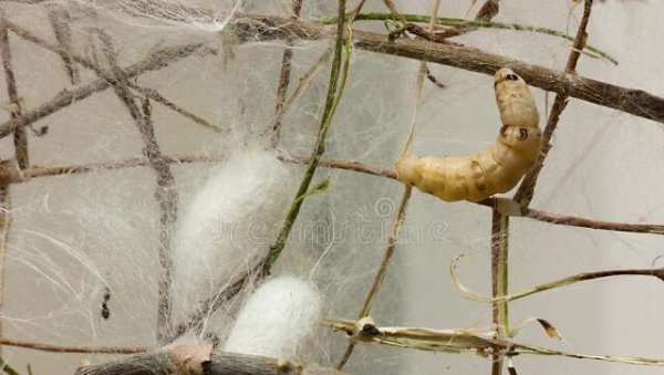 1龄蚕到2龄蚕需要多久时间