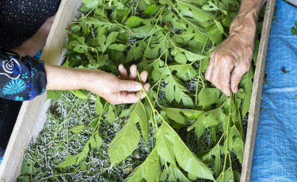 1龄蚕到2龄蚕需要多久时间