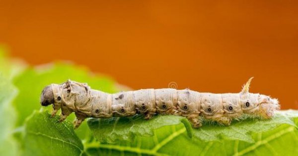 1龄蚕到2龄蚕需要多久时间