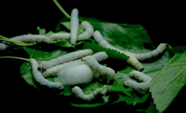 1龄蚕到2龄蚕需要多久时间