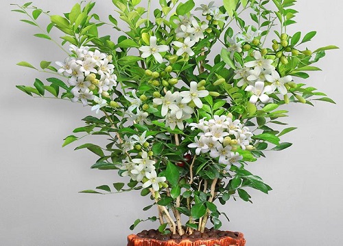 九里香花适合在室内养吗