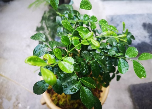 九里香花适合在室内养吗