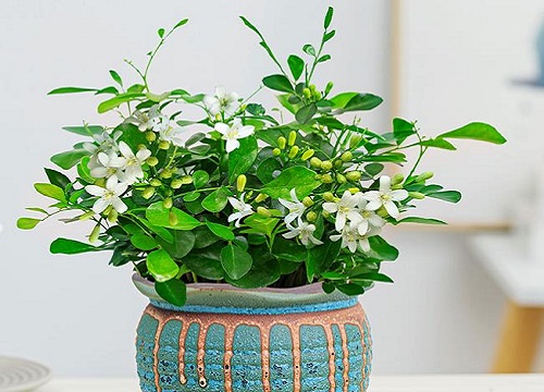 九里香花适合在室内养吗