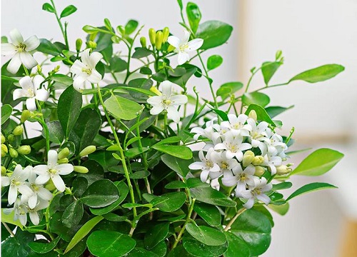 九里香花适合在室内养吗