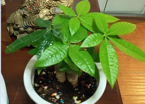 家里发财树怎么养才能养活