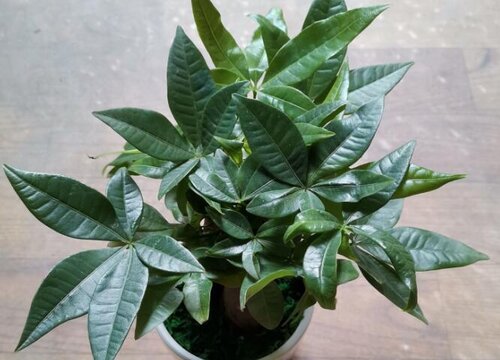 家里发财树怎么养才能养活