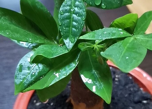 家里发财树怎么养才能养活