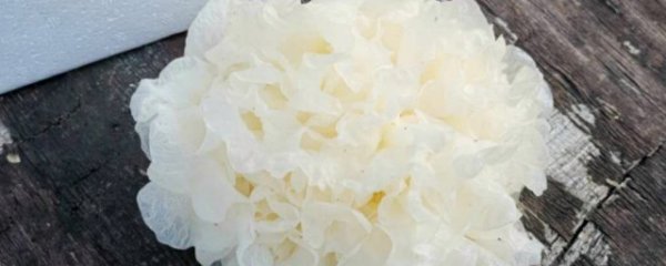 夏天吃白木耳有什么好处