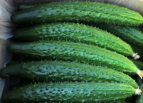 夏季蔬菜有哪些 夏季时令蔬菜品种大全