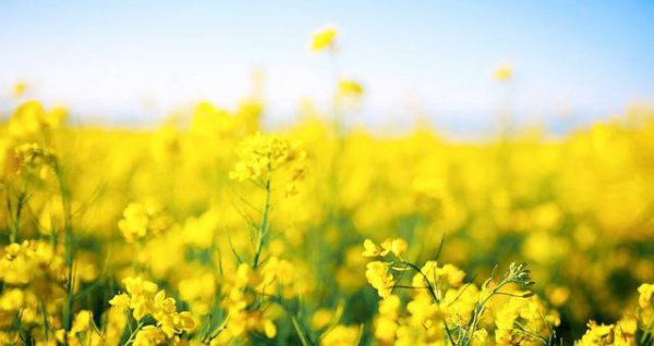 油菜籽种植技术及田间管理措施