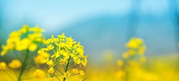 油菜籽种植技术及田间管理措施