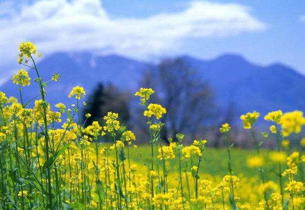 油菜籽种植技术及田间管理措施