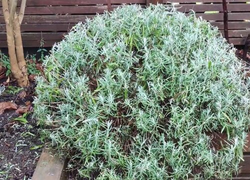 薰衣草用什么土养好