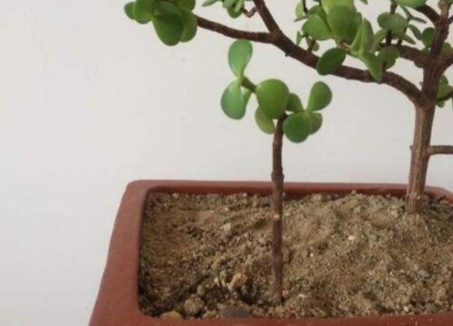 金枝玉叶扦插多久生根