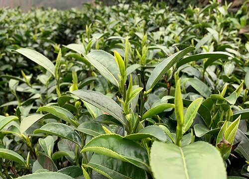 卖茶叶一年挣个20万难吗