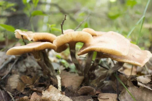 哈尔滨有什么特产