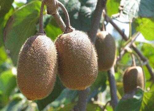 猕猴桃品种排名