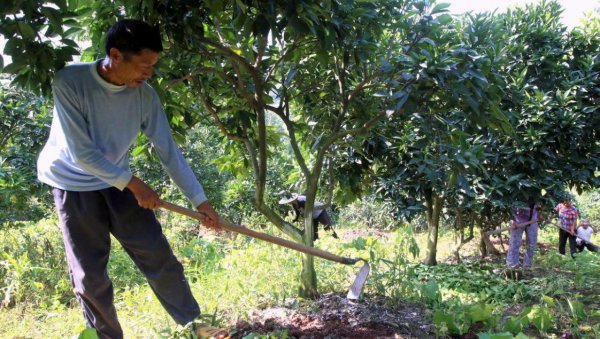 果树全年的施肥时间大全