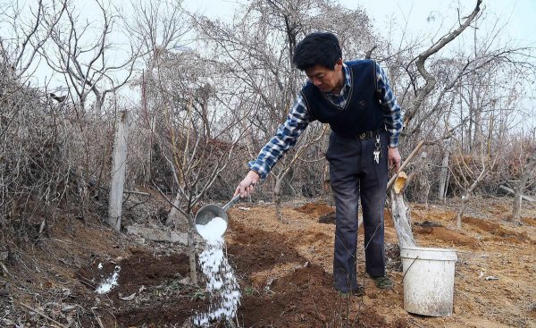 果树全年的施肥时间大全