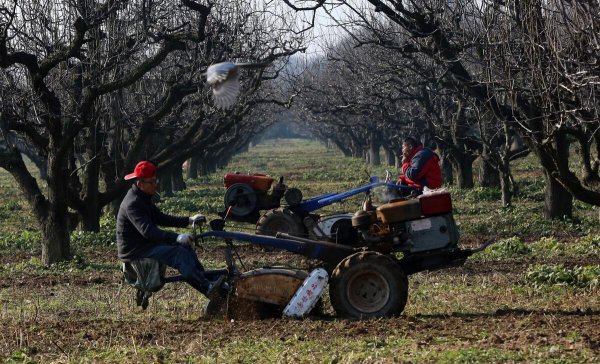 果树全年的施肥时间大全