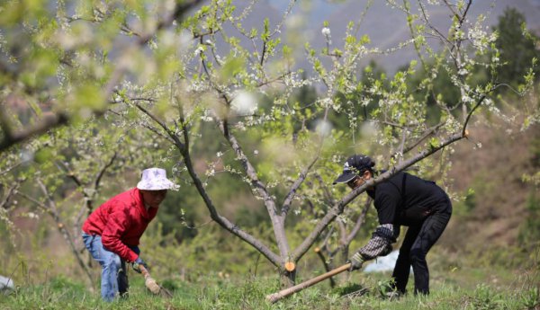 果树全年的施肥时间大全