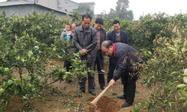 果树全年的施肥时间大全