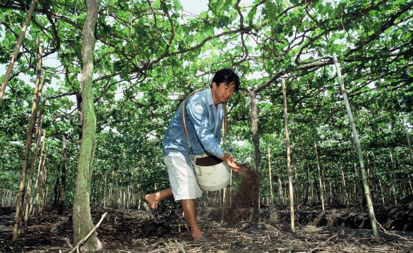 果树全年的施肥时间大全