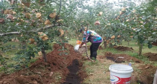 果树全年的施肥时间大全