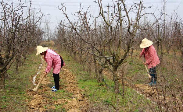 果树全年的施肥时间大全