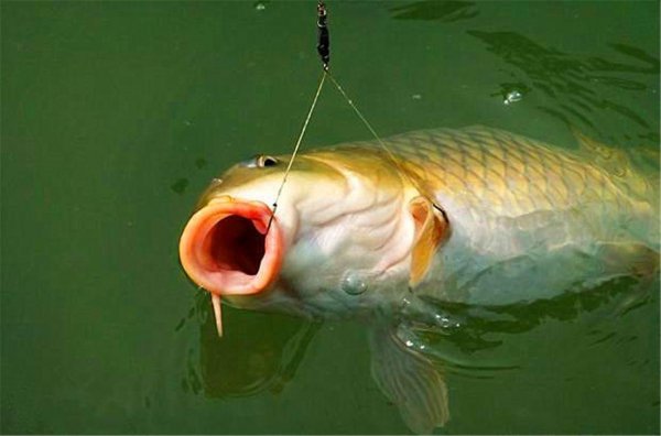 鲤鱼不开口你给个绝招