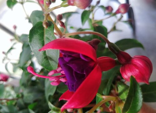 倒挂金钟夏天如何养护长势旺盛