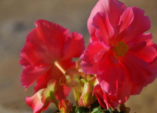 夫妻海棠花好养吗